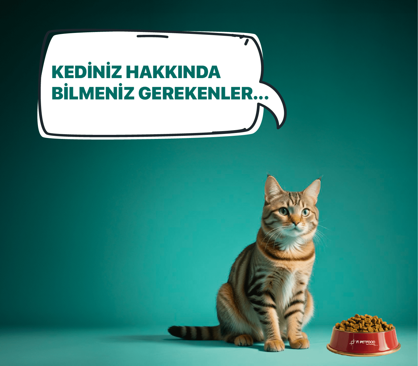 About Cats