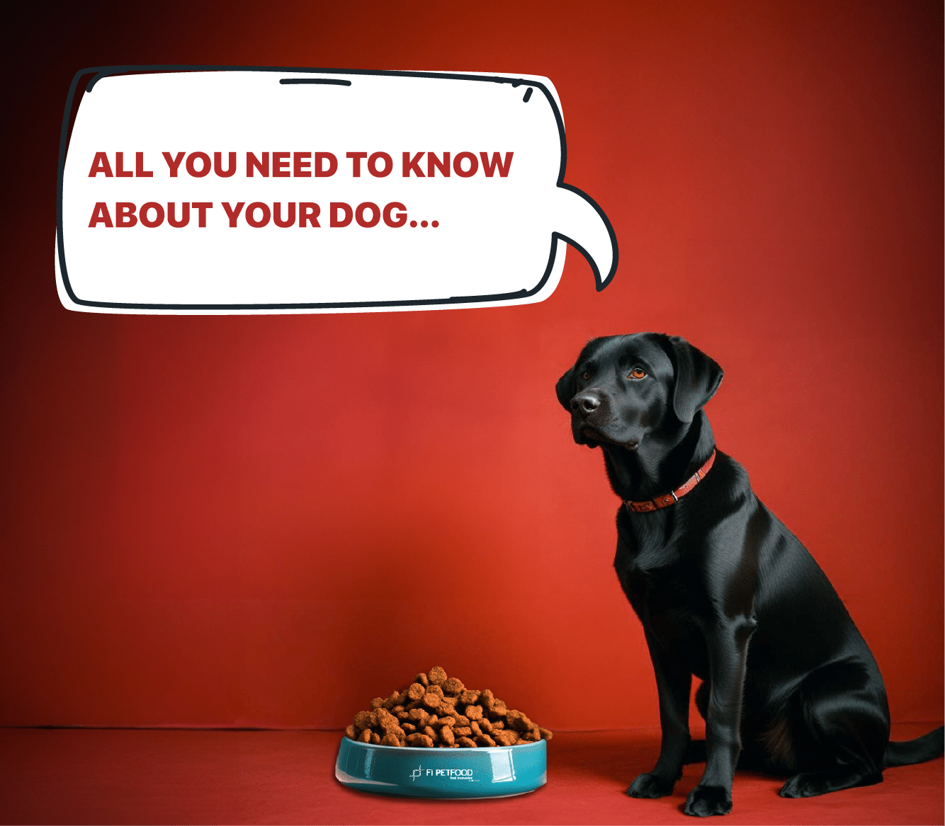 About Dogs