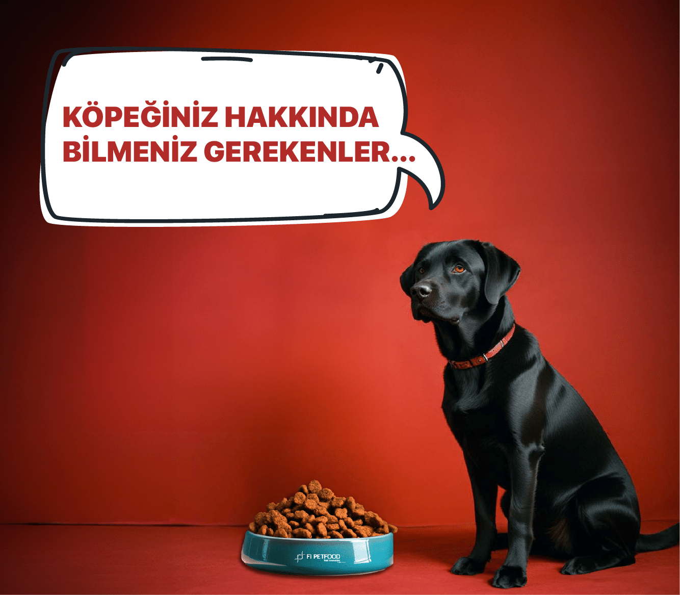 About Dogs