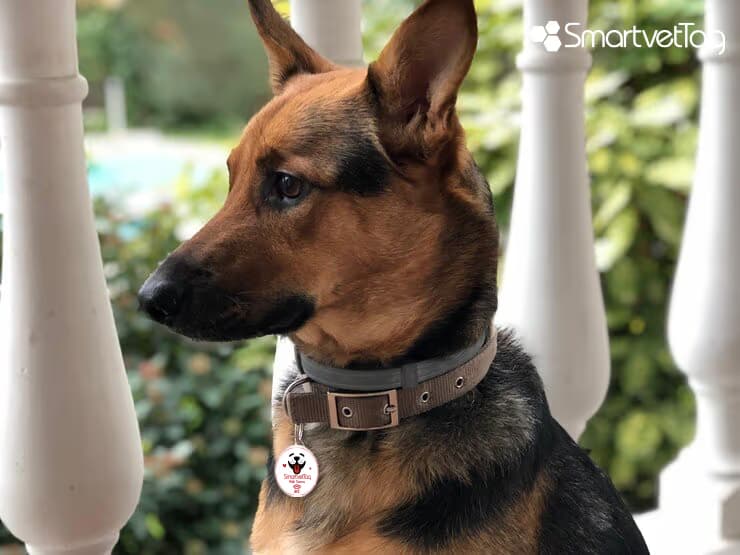 KAYBOLAN KÖPEĞİNİZİ BULMAK İÇİN ADIM ADIM REHBER 🐾